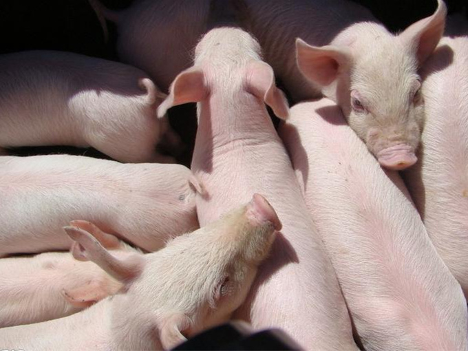 HET MECHANISME VAN BETAINE OP VARKENS