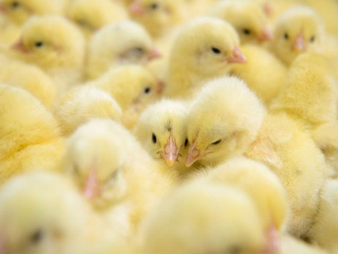 Antistress effecten van betaïne bij pluimvee(Gezond)