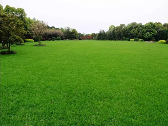 Betaine toepassing in plant(Gezond)