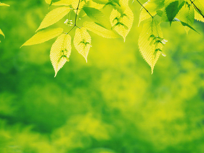 Effect van betaïne op weerstand tegen lage temperatuurstress bij planten (Gezond)
