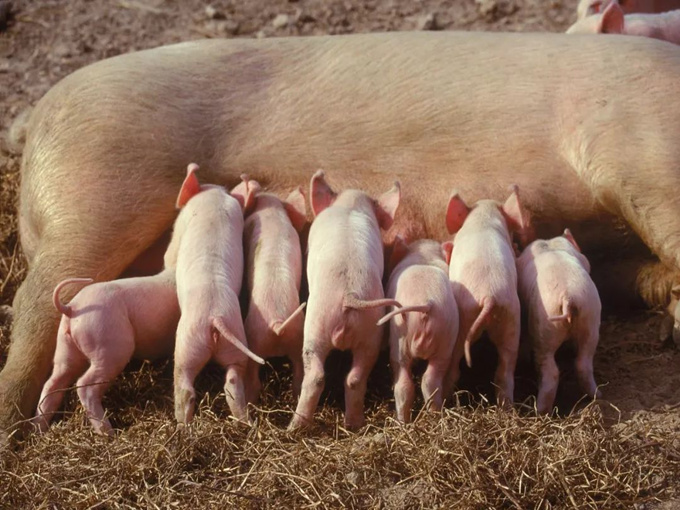 WAT ZIJN DE VOORDELEN VAN HET FOKKEN VAN VARKENS MET BETAINE?