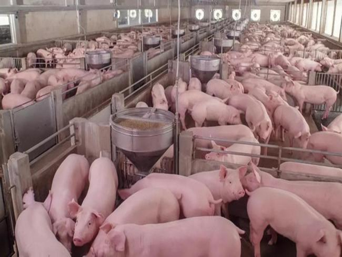 HET GEBRUIK VAN BETAINE BIJ BIGGETJES, SMESKVARKEN EN KWEEKVARKENS