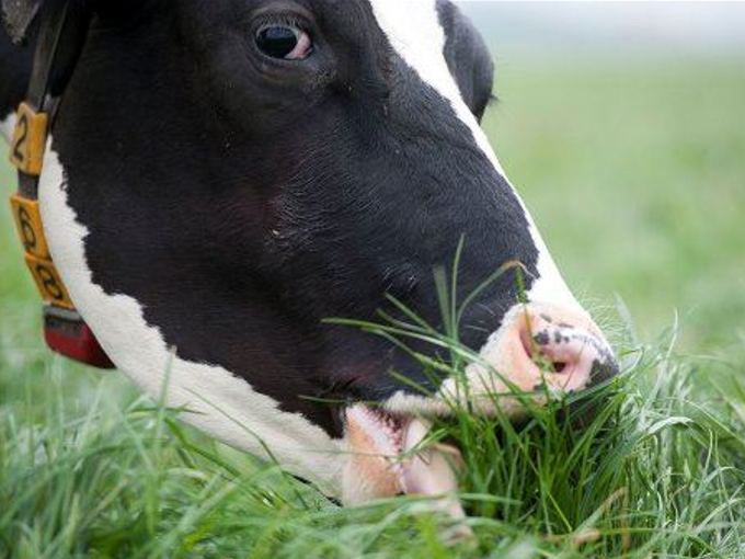 Nabij-infraroodspectroscopie om het nutriëntengehalte van grasland beter te meten (gezond)