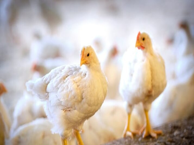 VOEDING MET BETAINE KAN GEVOGELTE HELPEN STRESS TE WEERSTAND