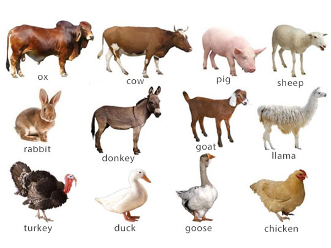 Effecten van betaïne op de veehouderij (gezond)