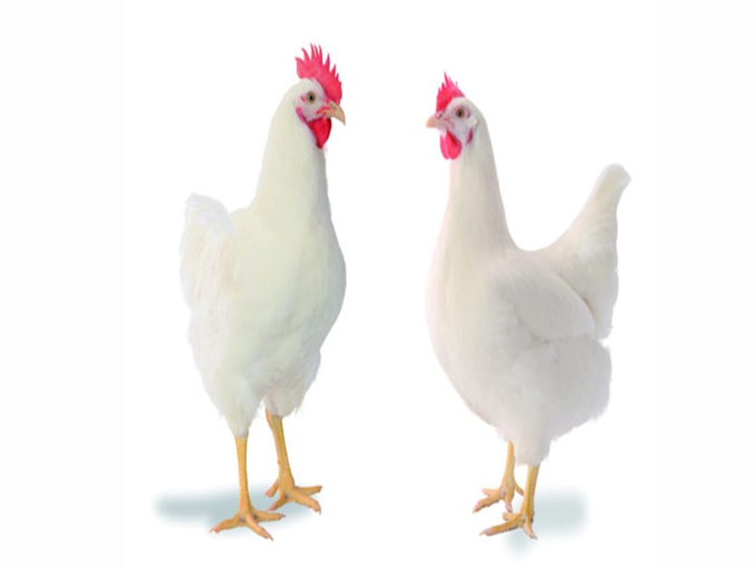 BETAINE KAN BESCHERMEN TEGEN COCCIDIOSE EN BESCHERM VITAMINEN