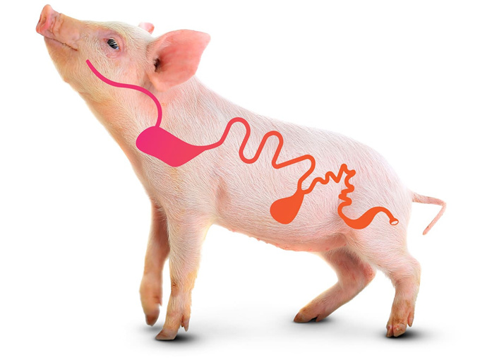 Wat is het gebruik van betaïne bij varkens?