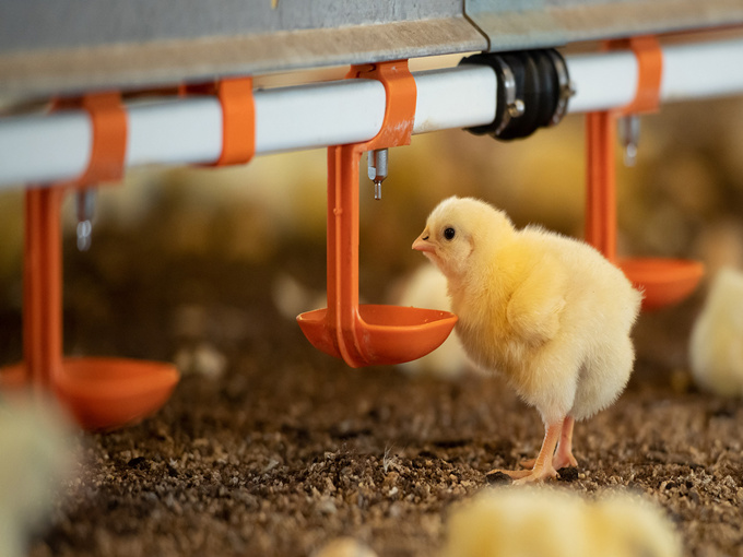 BETAINE KAN HET GEBRUIK VAN NUTRINTEN VERHOGEN