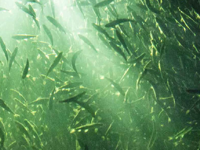 Is het effect goed dat betaïne in watervoer wordt toegevoegd?