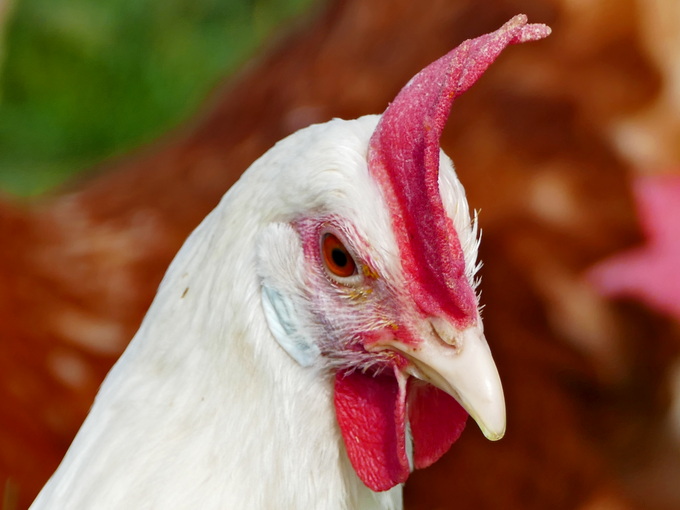 Mechanisme van methylmetabolisme door betaïne bij pluimvee (Gezond)