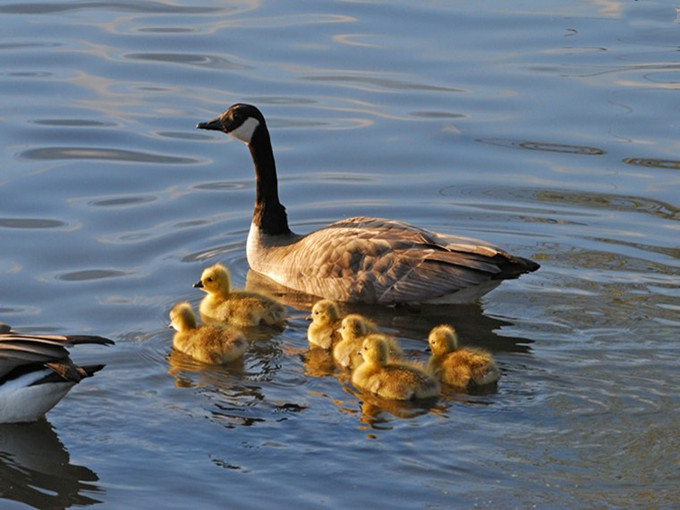 Het effect van betaïne in de vee- en pluimveehouderij