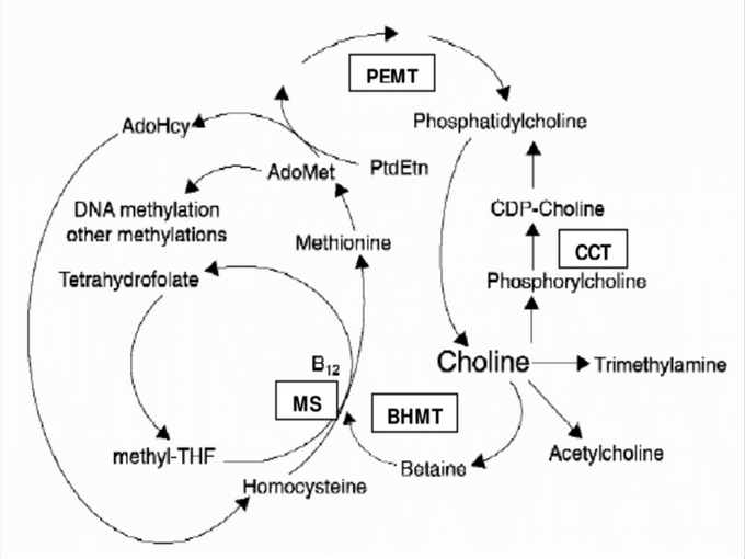 Relatie tussen betaïne en vitamine (Gezond)