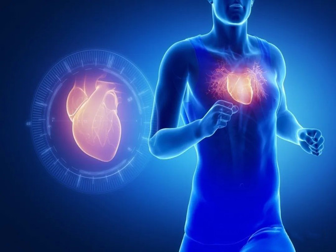 De functies van L-carnitine