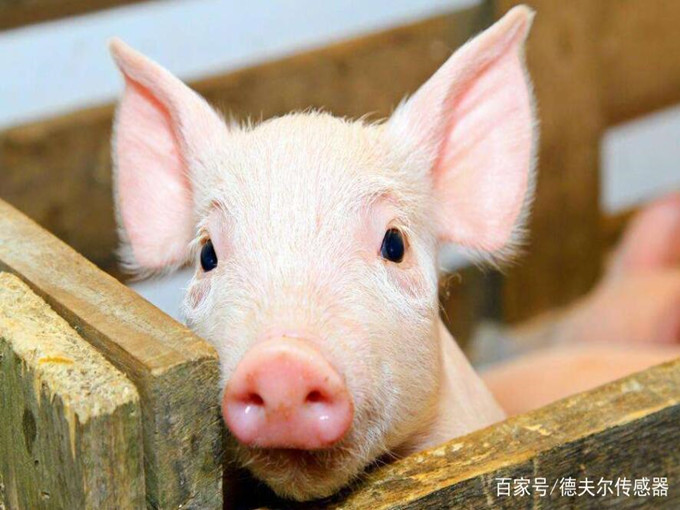 Nutritionele effecten van betaïne op dieren